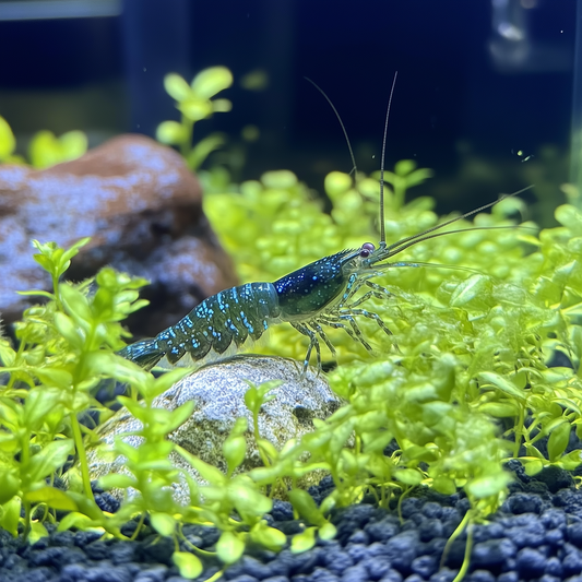 How to Identify and Raise Healthy Male Neocaridina Shrimp