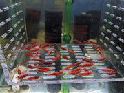 Fire Red Neocaridina Shrimp Pack