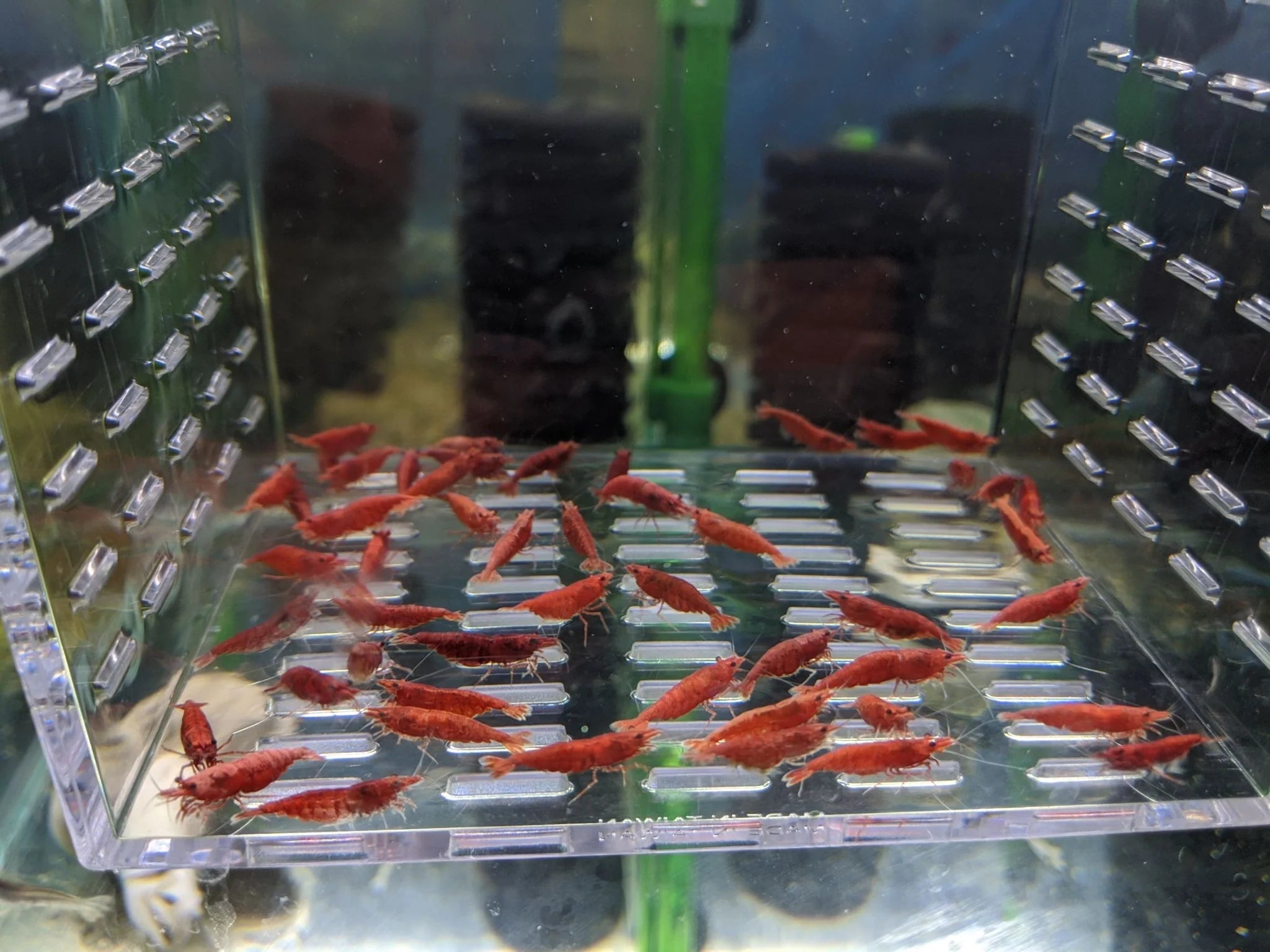 Fire Red Neocaridina Shrimp Pack