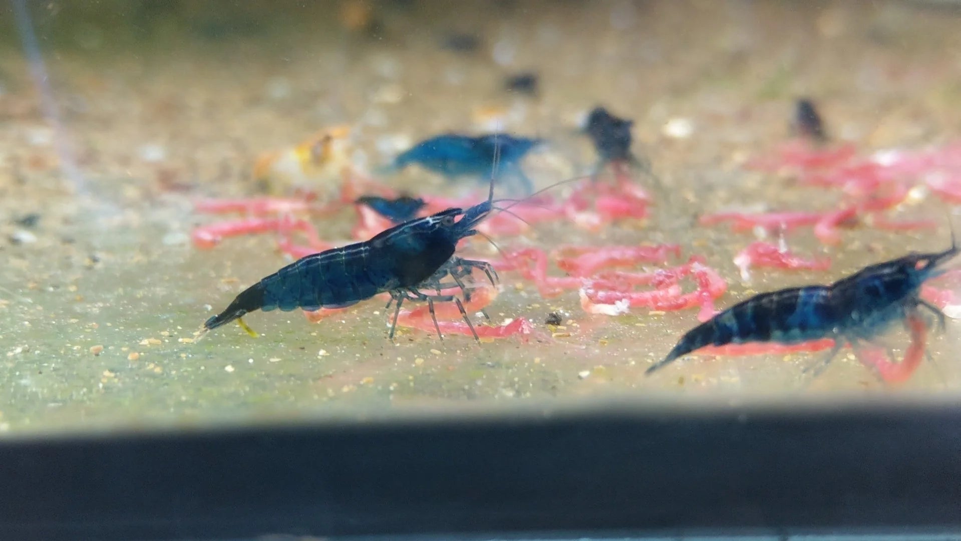 Blue Dream Neocaridina Shrimp Pack
