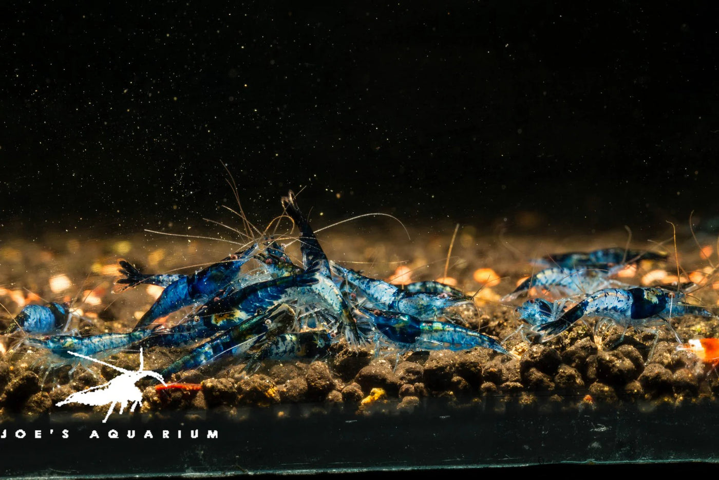 Blue Rili Neocaridina Shrimp Pack