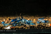 Blue Rili Neocaridina Shrimp Pack