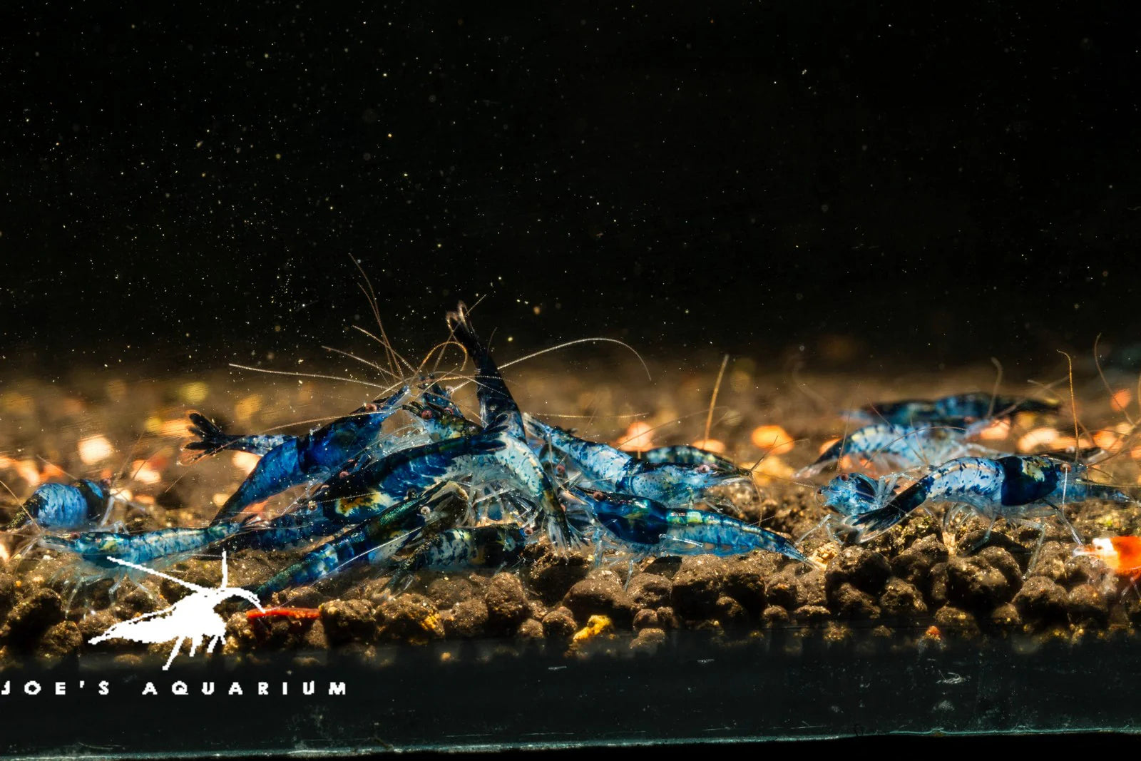 Blue Rili Neocaridina Shrimp Pack