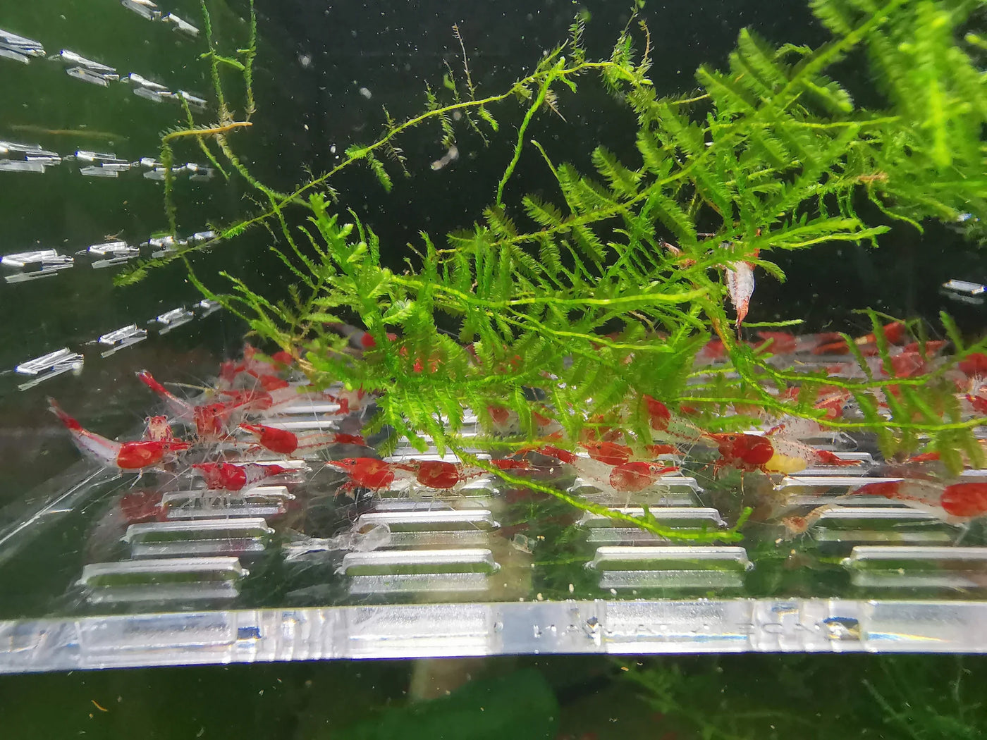 Red Rili Neocaridina Shrimp Pack