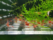 Red Rili Neocaridina Shrimp Pack