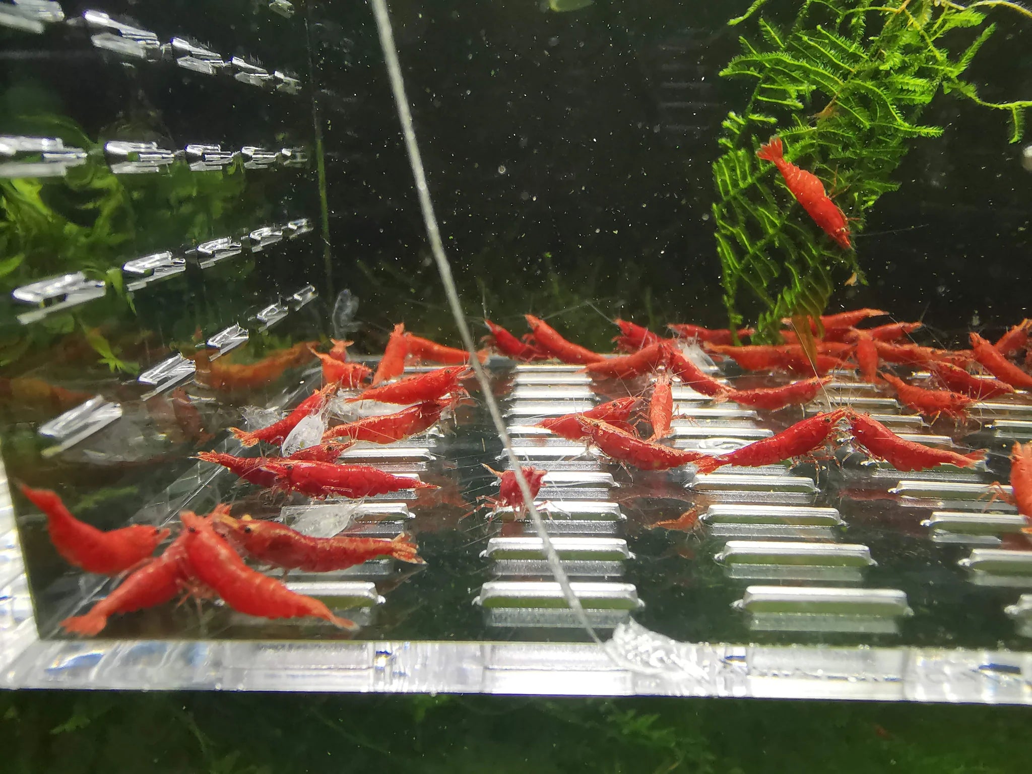 Fire Red Neocaridina Shrimp Pack