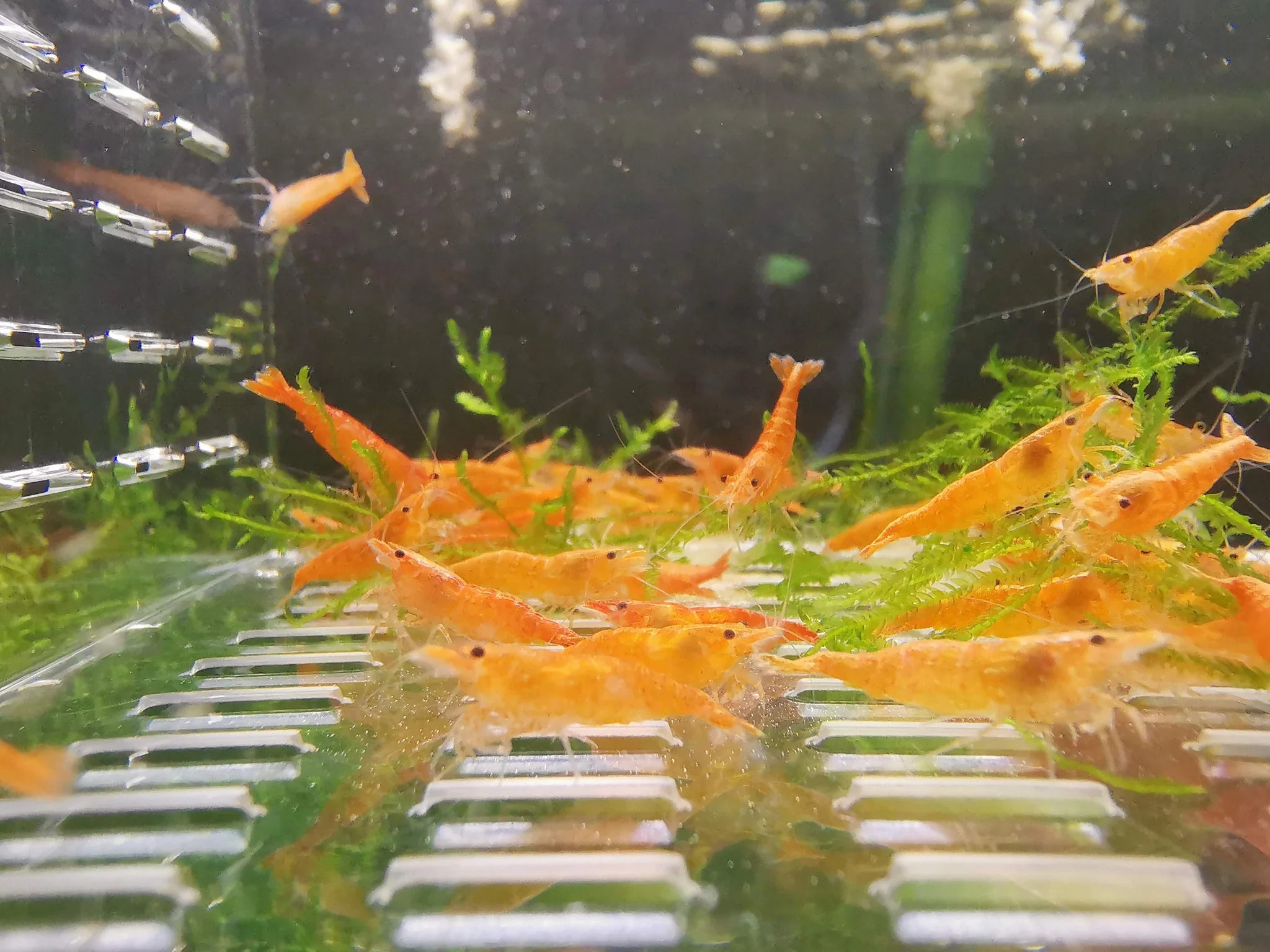 Orange Sunkist Neocaridina Shrimp Pack