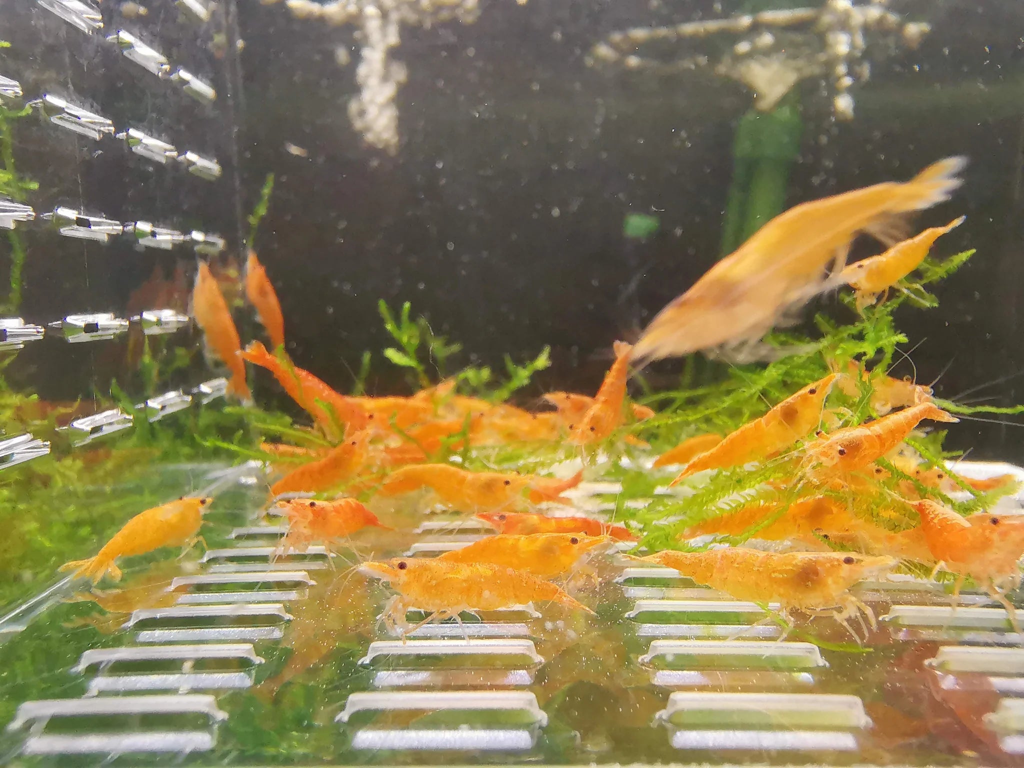 Orange Sunkist Neocaridina Shrimp Pack