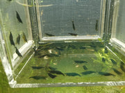 Green Jade Neocaridina Shrimp Pack