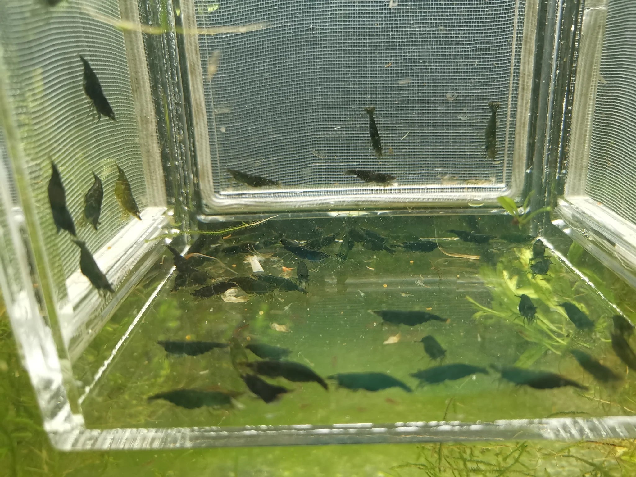 Green Jade Neocaridina Shrimp Pack