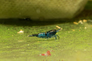 Blue Rili Neocaridina Shrimp Pack