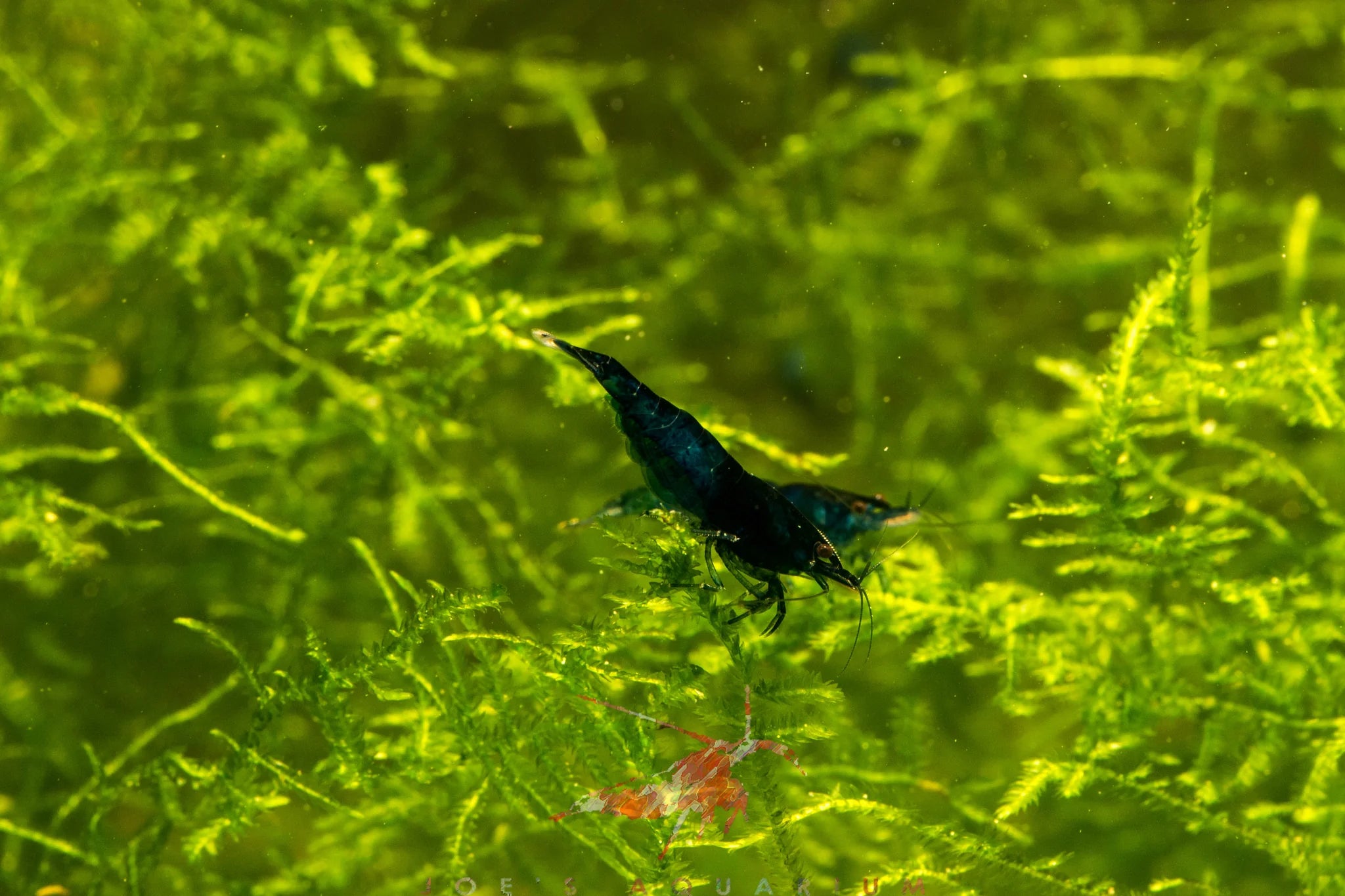 Blue Dream Neocaridina Shrimp Pack