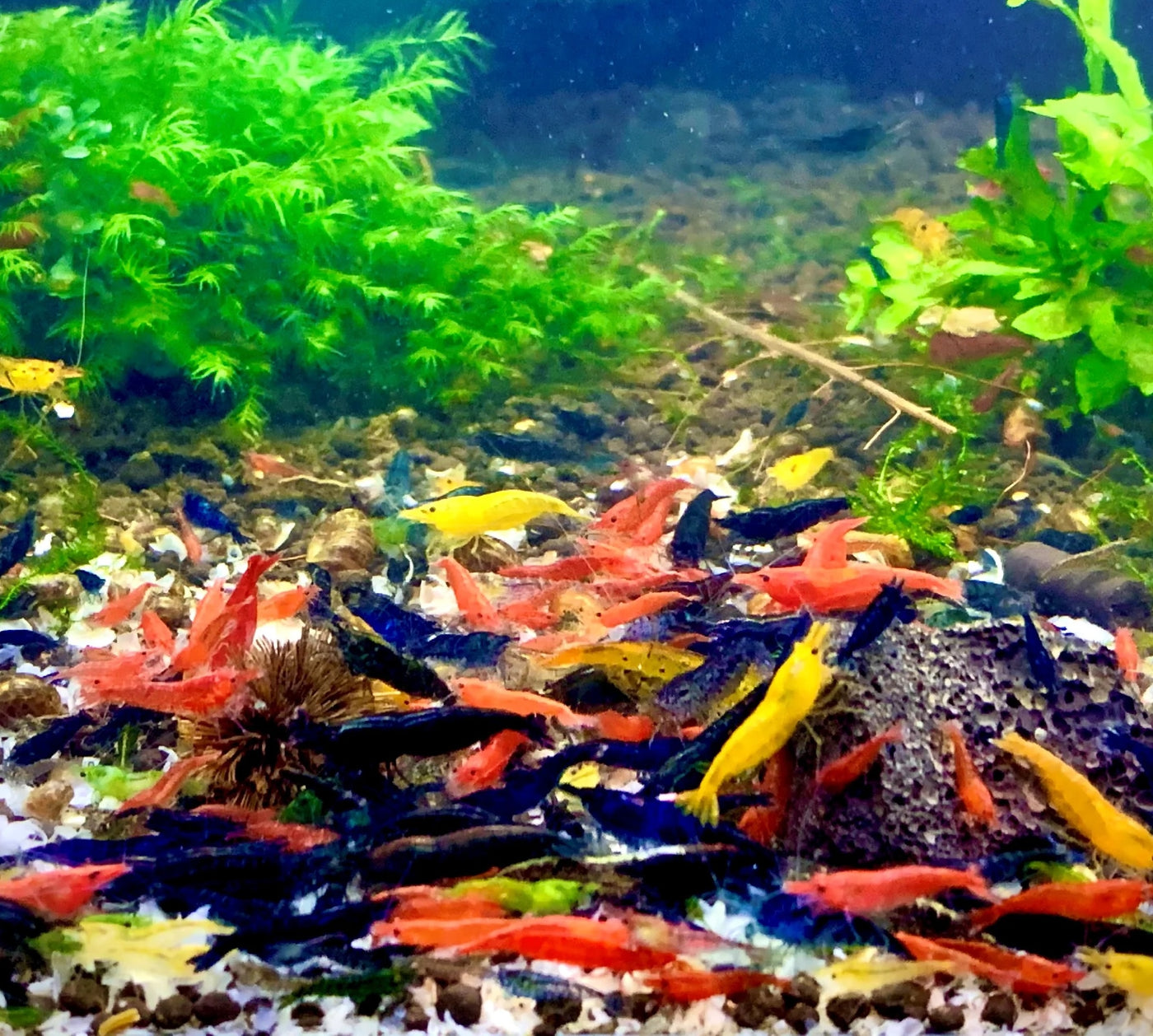 Skittles Mix: Assorted Neocaridina Shrimp Pack