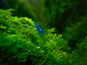 Blue Dream Neocaridina Shrimp Pack