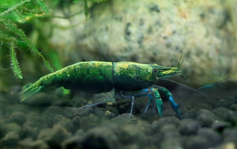 Green Jade Neocaridina Shrimp Pack