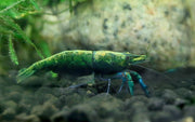 Green Jade Neocaridina Shrimp Pack
