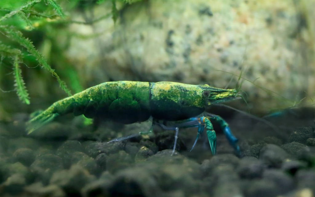 Green Jade Neocaridina Shrimp Pack