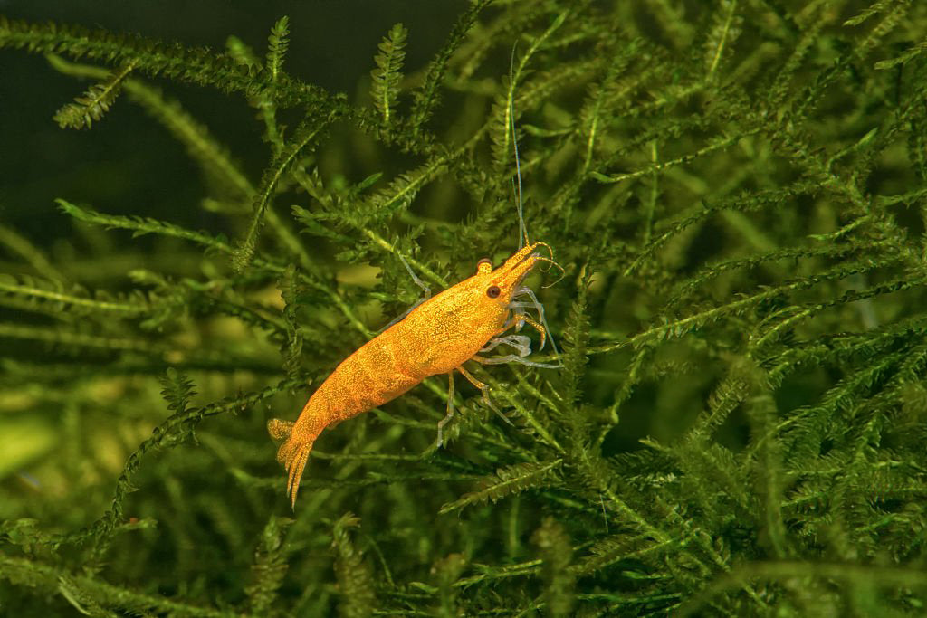 Orange Sunkist Neocaridina Shrimp Pack
